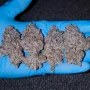 Cannabis seeds Mimosa x Orange Punch from Barney's Farm